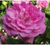Роза плетистая Лавендер Лесси (Lavender Lassie)